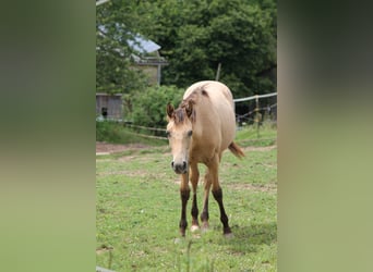 Appaloosa Mix, Giumenta, 2 Anni, 150 cm, Falbo