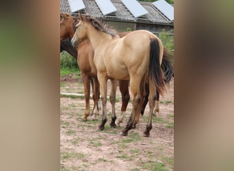 Appaloosa Mix, Giumenta, 2 Anni, 150 cm, Falbo