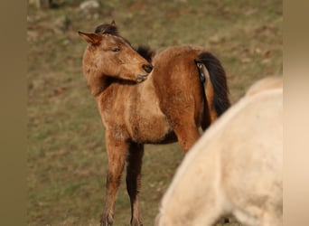Appaloosa Mix, Giumenta, 2 Anni, 150 cm, Falbo