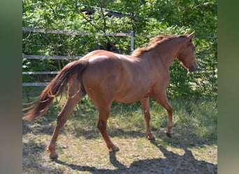 Appaloosa, Giumenta, 2 Anni, 152 cm, Sauro