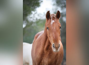 Appaloosa Mix, Giumenta, 2 Anni, 156 cm, Leopard