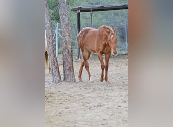 Appaloosa Mix, Giumenta, 2 Anni, 156 cm, Leopard