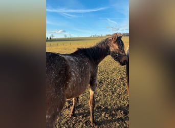 Appaloosa Mix, Giumenta, 2 Anni, Baio roano