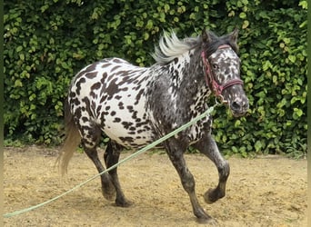 Appaloosa, Giumenta, 3 Anni, 136 cm, Leopard