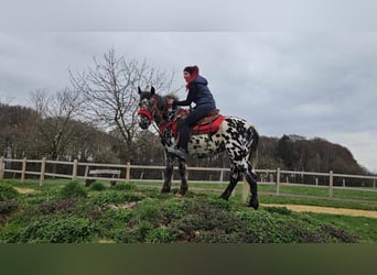 Appaloosa, Giumenta, 3 Anni, 136 cm, Leopard