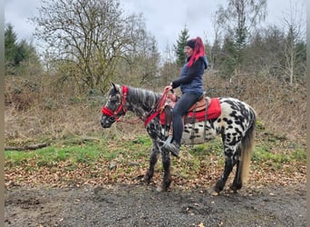 Appaloosa, Giumenta, 3 Anni, 136 cm, Leopard