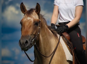 Appaloosa, Giumenta, 3 Anni, 148 cm, Leopard
