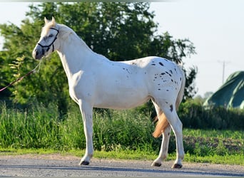 Appaloosa, Giumenta, 3 Anni, 150 cm, Leopard