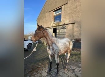 Appaloosa Mix, Giumenta, 3 Anni, 150 cm, Roano rosso
