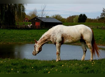 Appaloosa, Giumenta, 3 Anni, 151 cm, Leopard