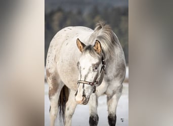 Appaloosa, Giumenta, 3 Anni, 152 cm, Grullo