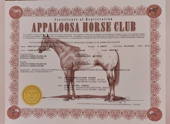 Appaloosa, Giumenta, 3 Anni, 153 cm, Baio scuro