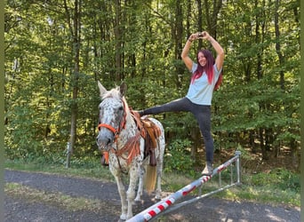 Appaloosa Mix, Giumenta, 3 Anni, 156 cm, Leopard
