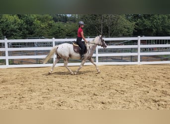 Appaloosa, Giumenta, 3 Anni, 158 cm, Leopard