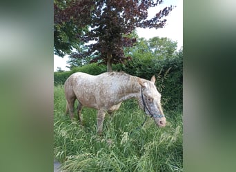 Appaloosa, Giumenta, 3 Anni, 160 cm, Leopard