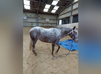 Appaloosa, Giumenta, 3 Anni, 160 cm, Leopard