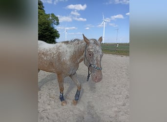 Appaloosa, Giumenta, 3 Anni, 160 cm, Leopard