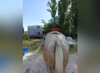 Appaloosa, Giumenta, 3 Anni, 160 cm, Leopard