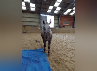 Appaloosa, Giumenta, 3 Anni, 160 cm, Leopard