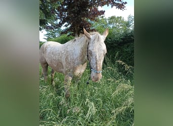 Appaloosa, Giumenta, 3 Anni, 160 cm, Leopard