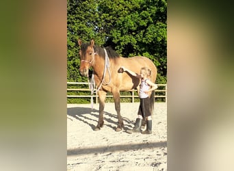 Appaloosa Mix, Giumenta, 3 Anni, 163 cm, Grullo