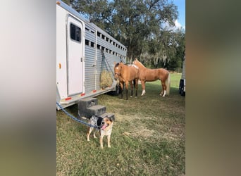 Appaloosa, Giumenta, 3 Anni, Falbo