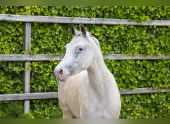 Appaloosa, Giumenta, 4 Anni, 136 cm, Palomino