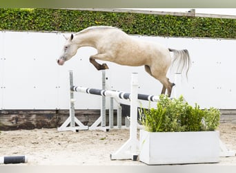 Appaloosa, Giumenta, 4 Anni, 136 cm, Palomino