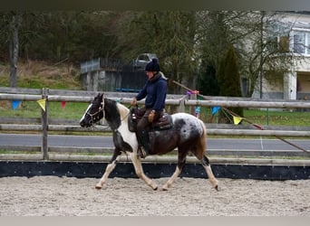 Appaloosa Mix, Giumenta, 4 Anni, 145 cm, Pezzato