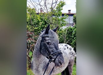 Appaloosa, Giumenta, 4 Anni, 146 cm, Leopard