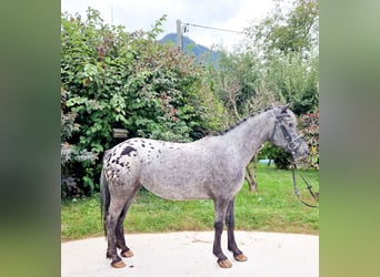 Appaloosa, Giumenta, 4 Anni, 146 cm, Leopard