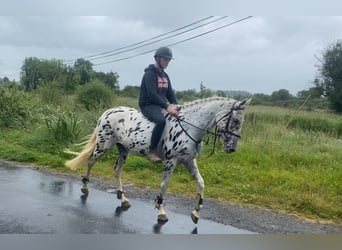 Appaloosa, Giumenta, 4 Anni, 148 cm, Leopard