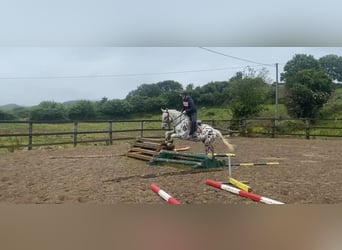 Appaloosa, Giumenta, 4 Anni, 148 cm, Leopard