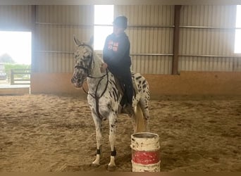 Appaloosa, Giumenta, 4 Anni, 148 cm, Leopard