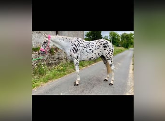 Appaloosa, Giumenta, 4 Anni, 148 cm, Leopard