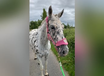 Appaloosa, Giumenta, 4 Anni, 148 cm, Leopard