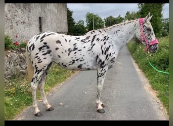 Appaloosa, Giumenta, 4 Anni, 148 cm, Leopard