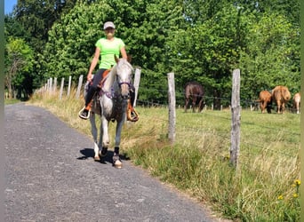 Appaloosa Mix, Giumenta, 4 Anni, 151 cm, Leopard