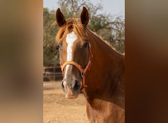 Appaloosa, Giumenta, 4 Anni, 154 cm, Baio