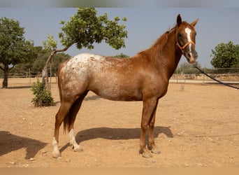 Appaloosa, Giumenta, 4 Anni, 154 cm, Baio