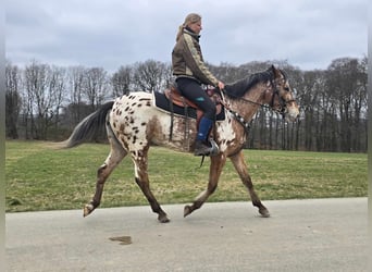 Appaloosa, Giumenta, 4 Anni, 154 cm, Leopard