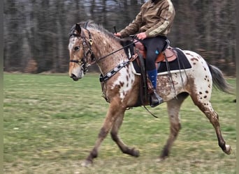 Appaloosa, Giumenta, 4 Anni, 154 cm, Leopard