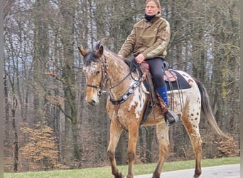 Appaloosa, Giumenta, 4 Anni, 154 cm, Leopard