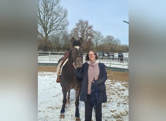 Appaloosa Mix, Giumenta, 4 Anni, 154 cm, Sauro scuro