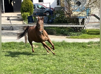 Appaloosa, Giumenta, 4 Anni, 157 cm, Sauro ciliegia