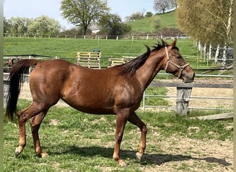 Appaloosa, Giumenta, 4 Anni, 157 cm, Sauro ciliegia