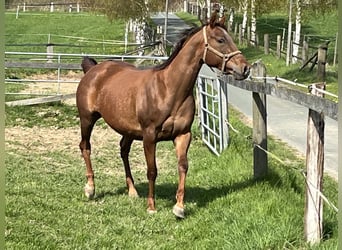 Appaloosa, Giumenta, 4 Anni, 157 cm, Sauro ciliegia