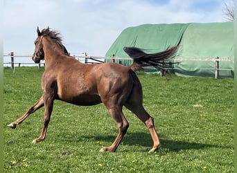 Appaloosa, Giumenta, 4 Anni, 157 cm, Sauro ciliegia