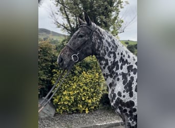 Appaloosa, Giumenta, 4 Anni, 163 cm, Leopard