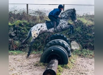 Appaloosa, Giumenta, 4 Anni, 163 cm, Leopard